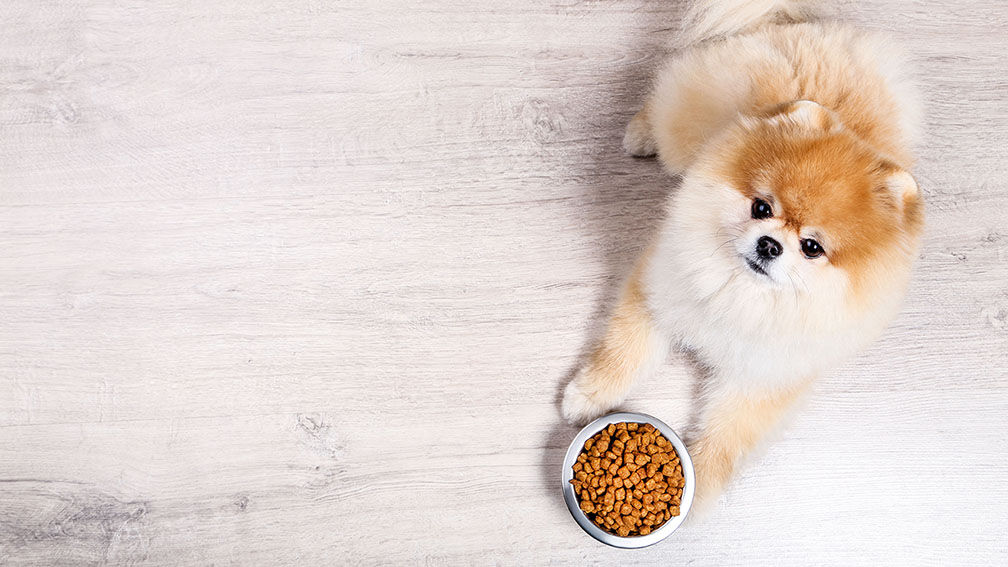 Pomeranian dog with dry food in bowl on the floor